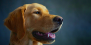 Why Local Pet Stores May Not Offer the Best in Pet Health Supplements